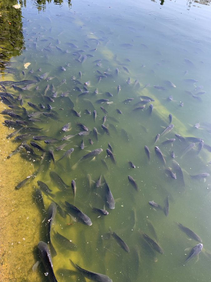 HomeroGT's tweet photo. Qué está pasando en el lago de Chapultepec?… fotos de peces muertos por todos lados @ChapultepecCDMX @SEDEMA_CDMX @Claudiashein … ojo @Chertorivski @Mzavalagc @mauriciotabe https://t.co/so0BbzXkR0