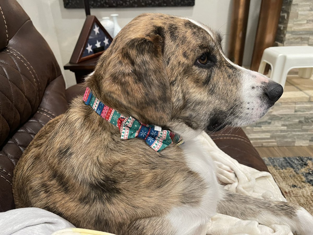 jeffjordan87's tweet photo. New Christmas collar for my doggo 💚❤️ https://t.co/cHO5tUVwzH