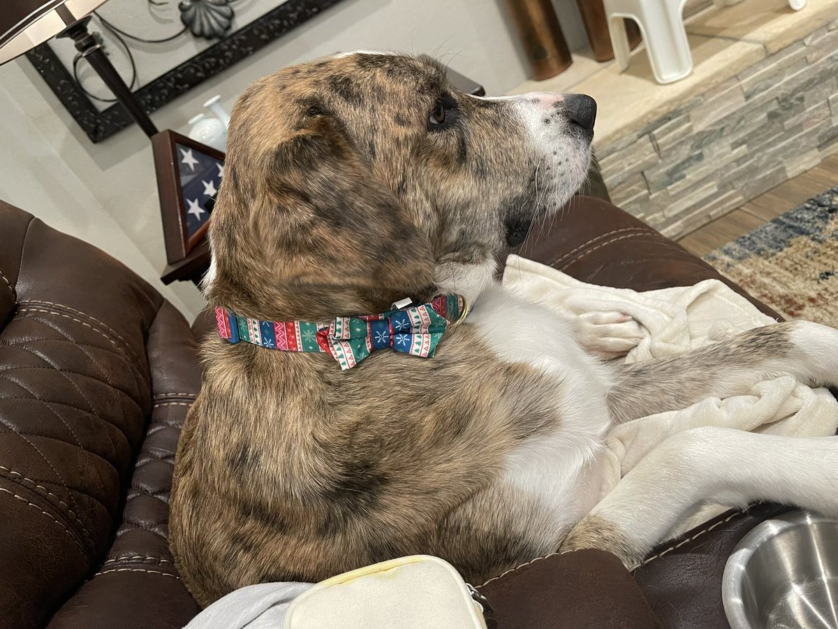 jeffjordan87's tweet photo. New Christmas collar for my doggo 💚❤️ https://t.co/cHO5tUVwzH