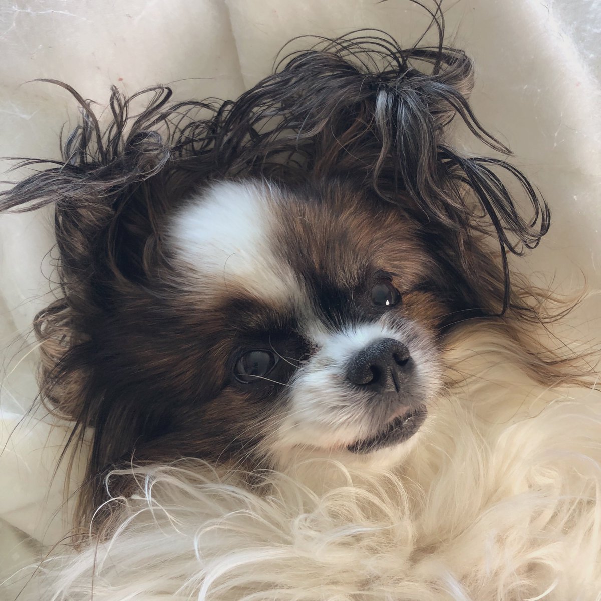anxmesss's tweet photo. morning snuggles with starry ♡ https://t.co/POf5zAUYsi