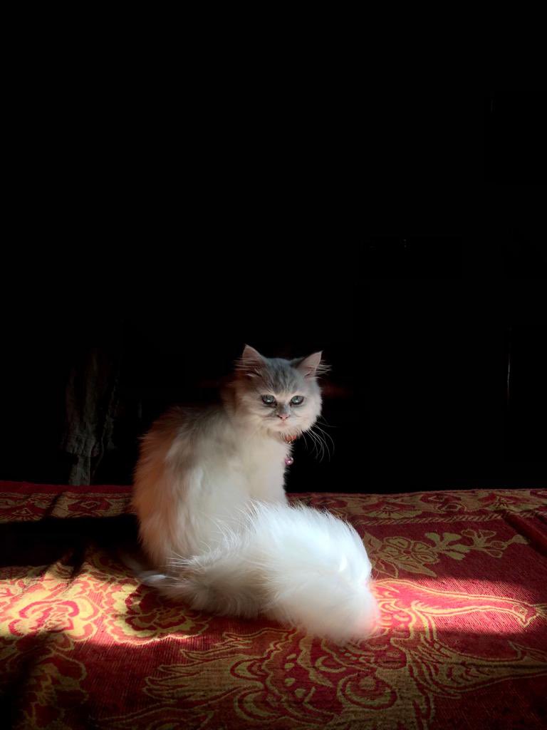 Looks so cute 🥰 #photography #wildlifephotography #SundayFunday