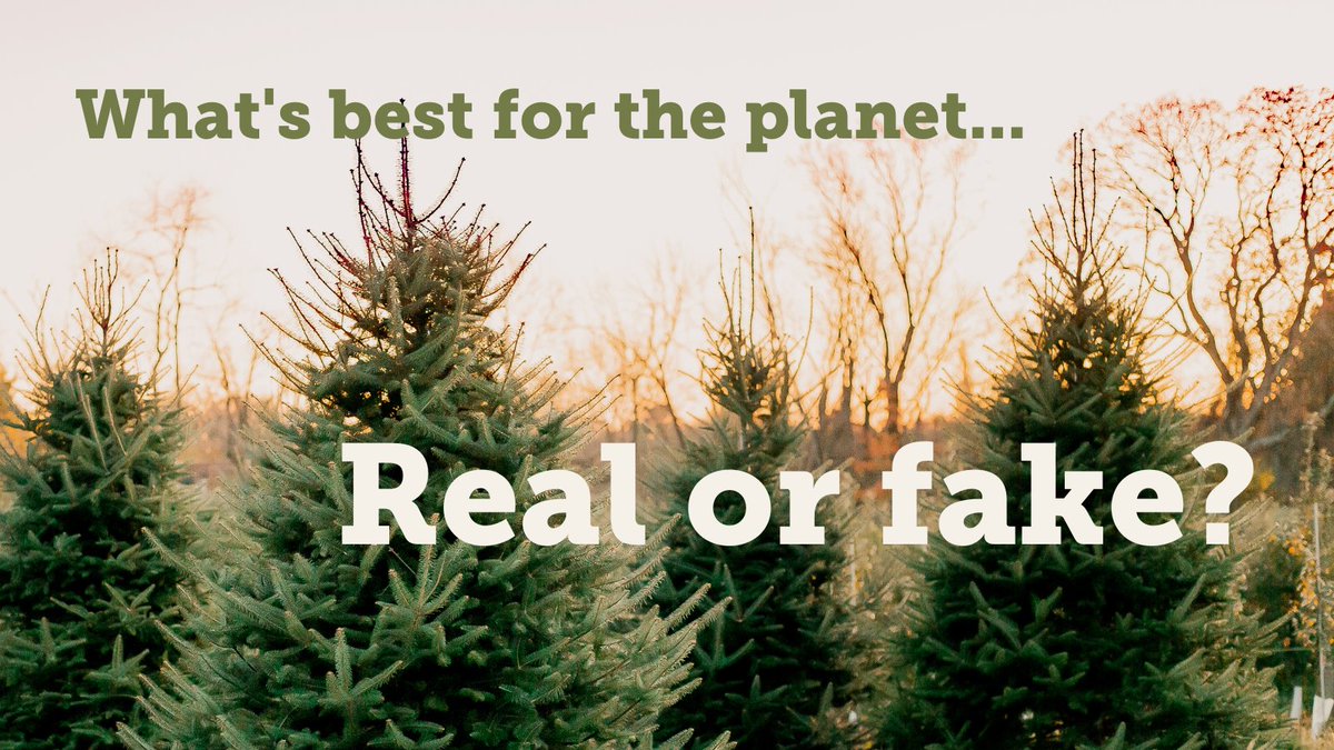 It's an annual Christmas conundrum. When it comes to where you hang your baubles, is a fake tree better than the real deal?🎄👀 Our guide explains why a carefully chosen, real, UK-grown tree is the best choice for the environment! soilassociation.co/3U7ts68