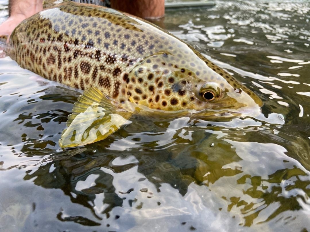 MidCurrent's tweet photo. "A girthy fella caught on a size 16 jig flashback PT." // image by Pete Butler @flyenvy
.
.
.
.
#browntrout #backcountryfishing #flyfishing #onthefly #flyfishinglife #flyfishingvibes #catchandrelease #barbless #pinchyourbarbs #letemgosotheycangrow #keepemwet https://t.co/BLOYzggCRQ