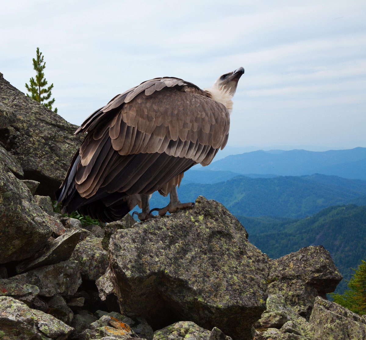 slashBirding's tweet photo. Griffon Vulture in wildness
https://t.co/1PdlOhrrel
#birding https://t.co/ptHrjpG3Fq