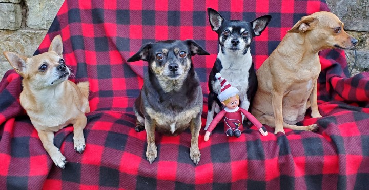 keycay's tweet photo. Nfl week 12. Go Cards Go
#chihuahuasoftwitter #BirdCityFootball #gocardsgo #birdgang #riseupredsea #AZCardinals #arizonacardinals https://t.co/tnndtHhVx8