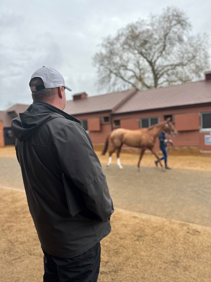 MedallionRacing's tweet photo. Checking out some mares at the @Tattersalls1766 December sale. #TattsDecember #medallionracing @pshelton8 https://t.co/EjMFszHsHK