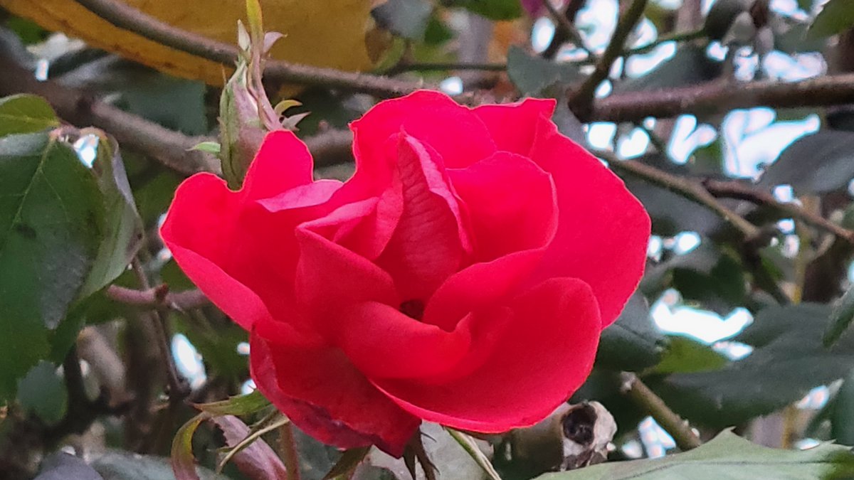 BarbaraRose_Pax's tweet photo. "All shall be well, and all shall be well, and all manner of thing shall be well."
-St. Julian of Norwich
#Pax #Peace #SundayMotivation https://t.co/XNPIJQqxA5