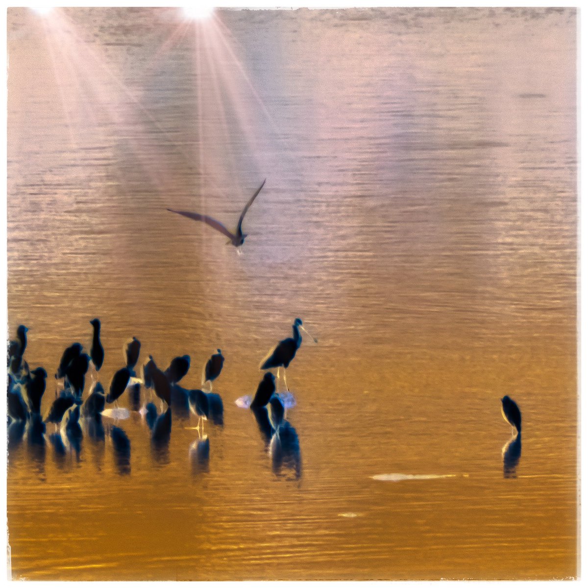 joluardi's tweet photo. Aves acuáticas (río Guadalquivir, Córdoba) #retoqueartistico #digitalart #digitalartist #retoquedigital #arteffects #naturaleza #nature #NaturePhotography #LumixTZ60 https://t.co/H47eyURvl9