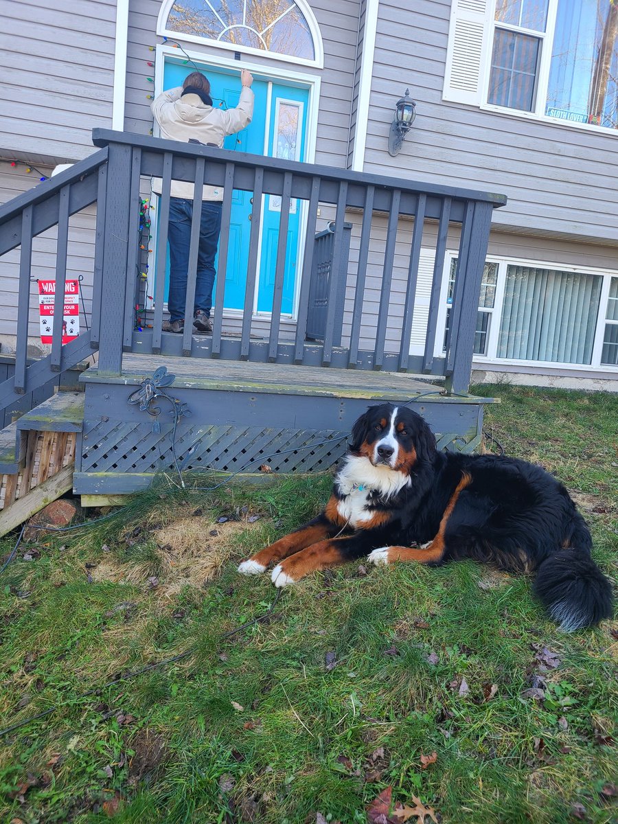 LetsGoThor's tweet photo. Hello frens!! Is hard work supervising my pawrents!! ✨️ https://t.co/asORBZqPtg