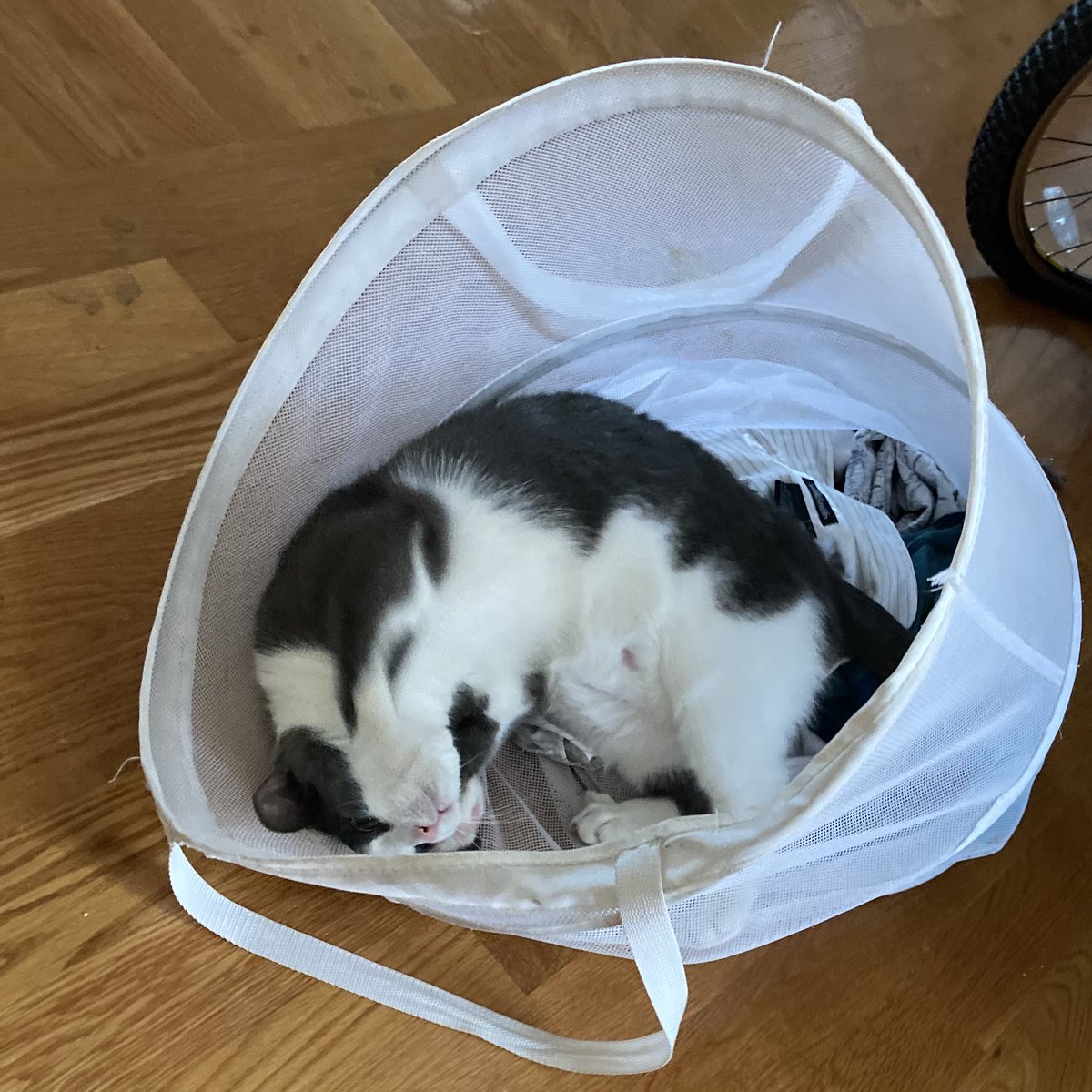 Laundry time… maybe