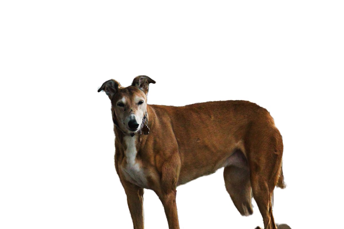 dlhamby's tweet photo. ⁦@MissyGreyhound⁩ here. Staff dug me out of the porch photo for Holiday Party hatting. Please, a nice one, ⁦@ZombieSquadHQ⁩ #ZSHQ #ZSWardrobe #ZSMadHatters https://t.co/pmZtJxrI1V