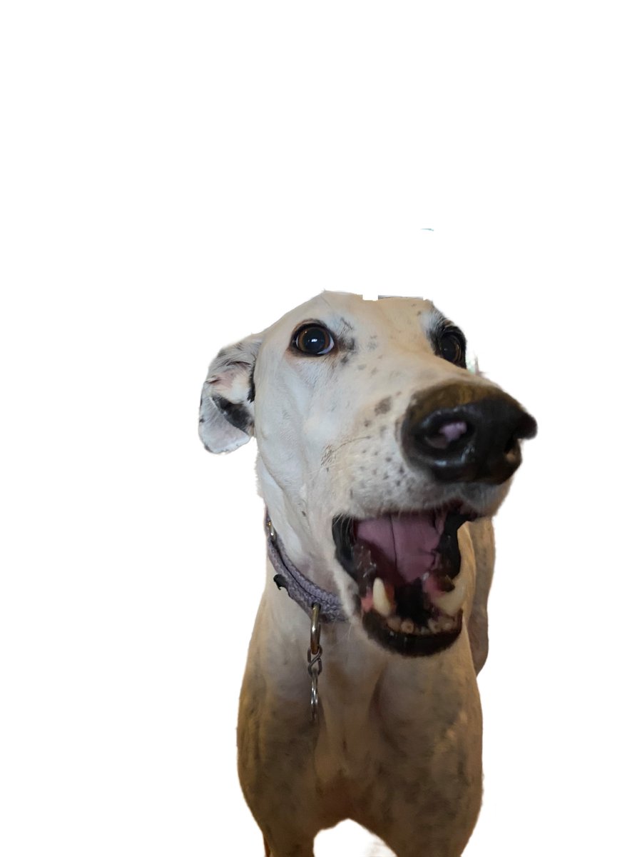 NickGreyhound1's tweet photo. Rocky Here. The Boss dug me out of a photo for hatting @ZombieSquadHQ #ZSHQ #ZSWardrobe #ZSMadHatters
Staff managed to take a chunk out of my head and neglected to edit the image before extracting me so I’m a bit dingy. You may bathe me. I won’t chomp you, I promise! https://t.co/gBvsfRFsKl