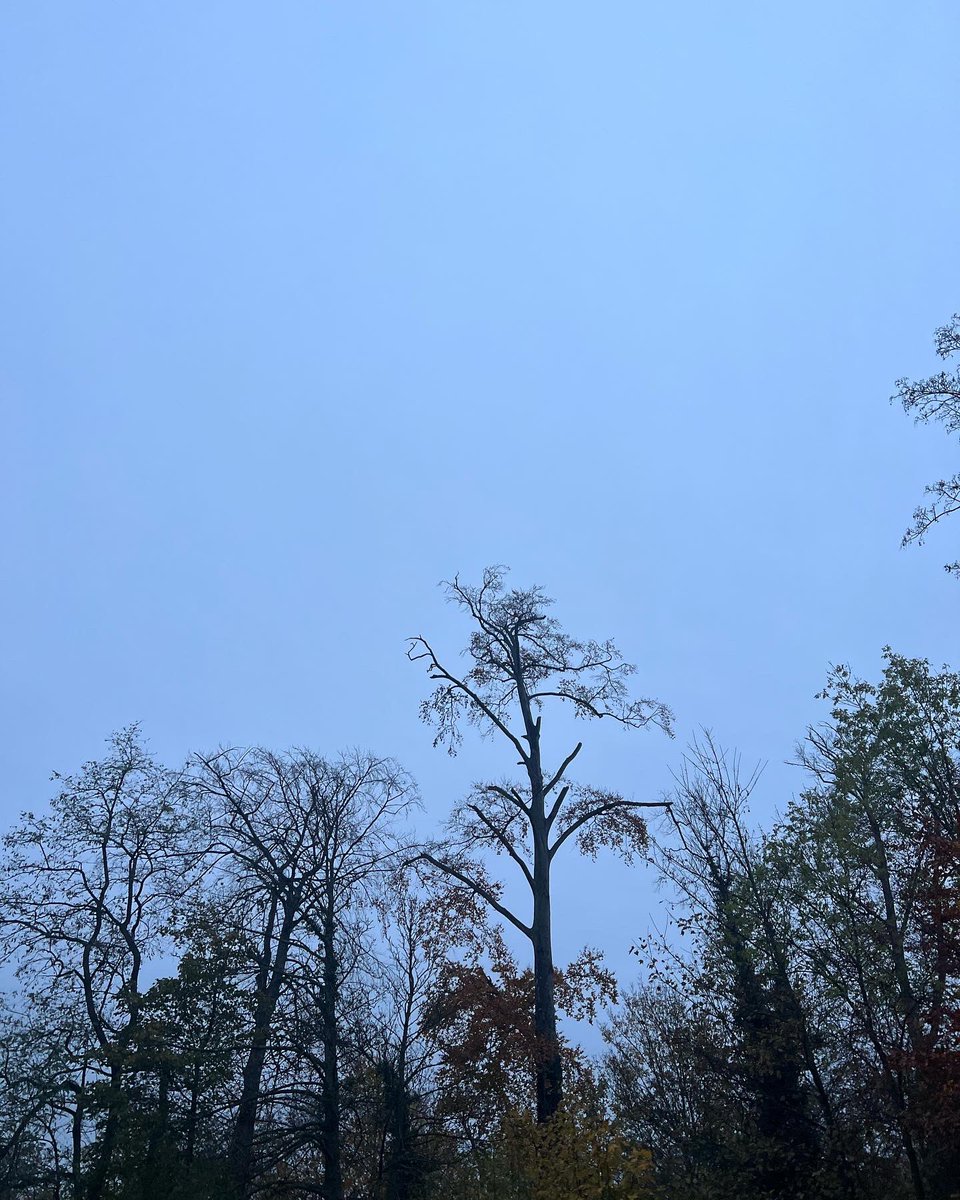 cdehw's tweet photo. #nofilter #instatree https://t.co/WbB9viTxrI