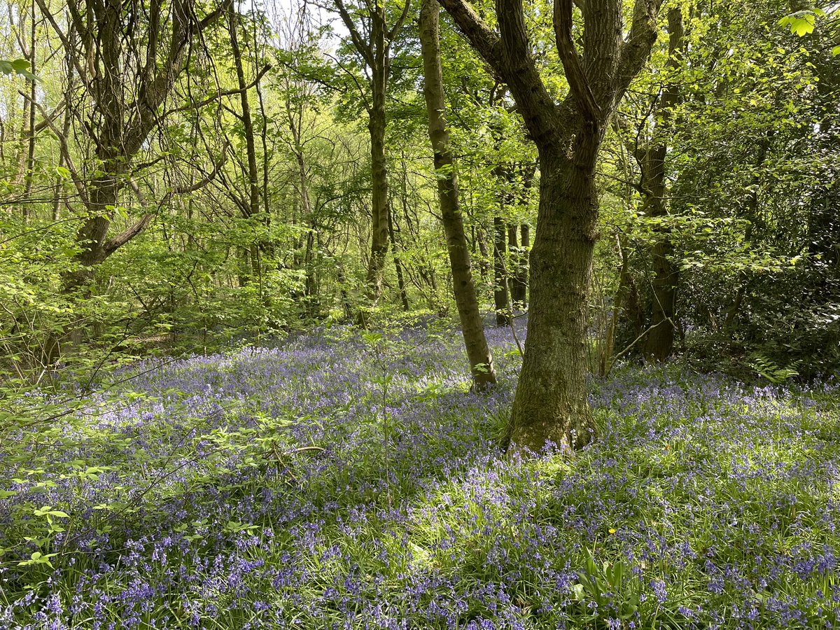 Joshua Styles tweet media