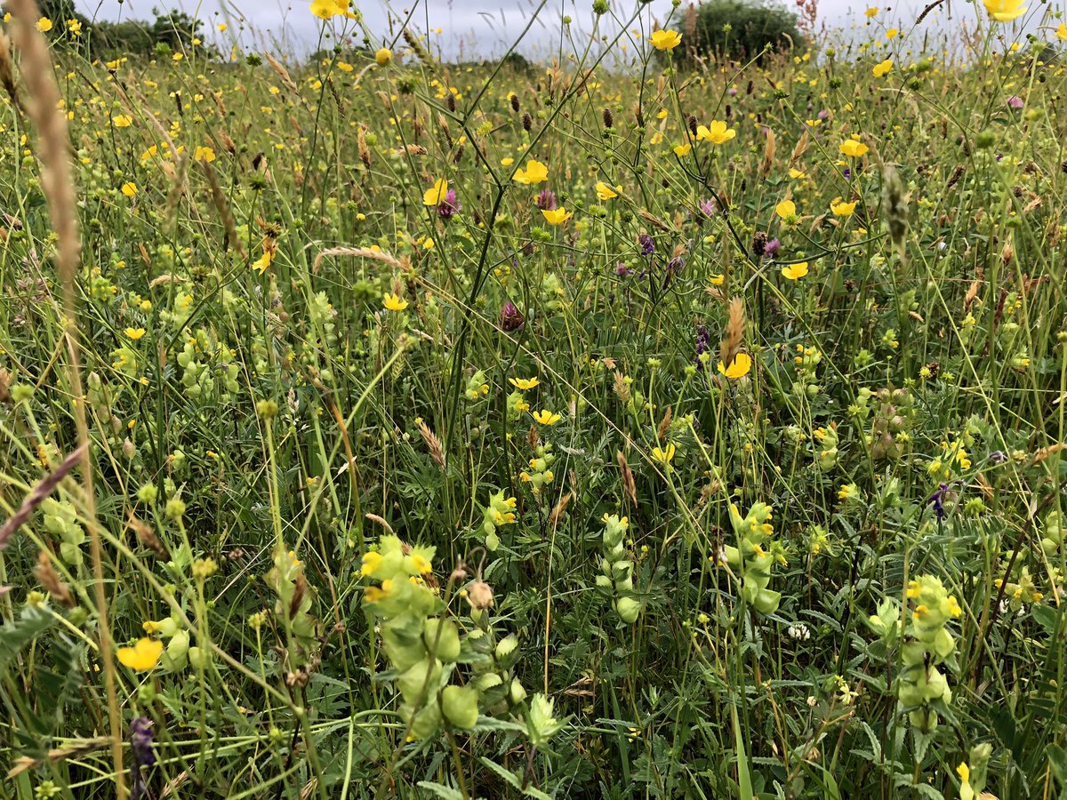 Joshua Styles tweet media