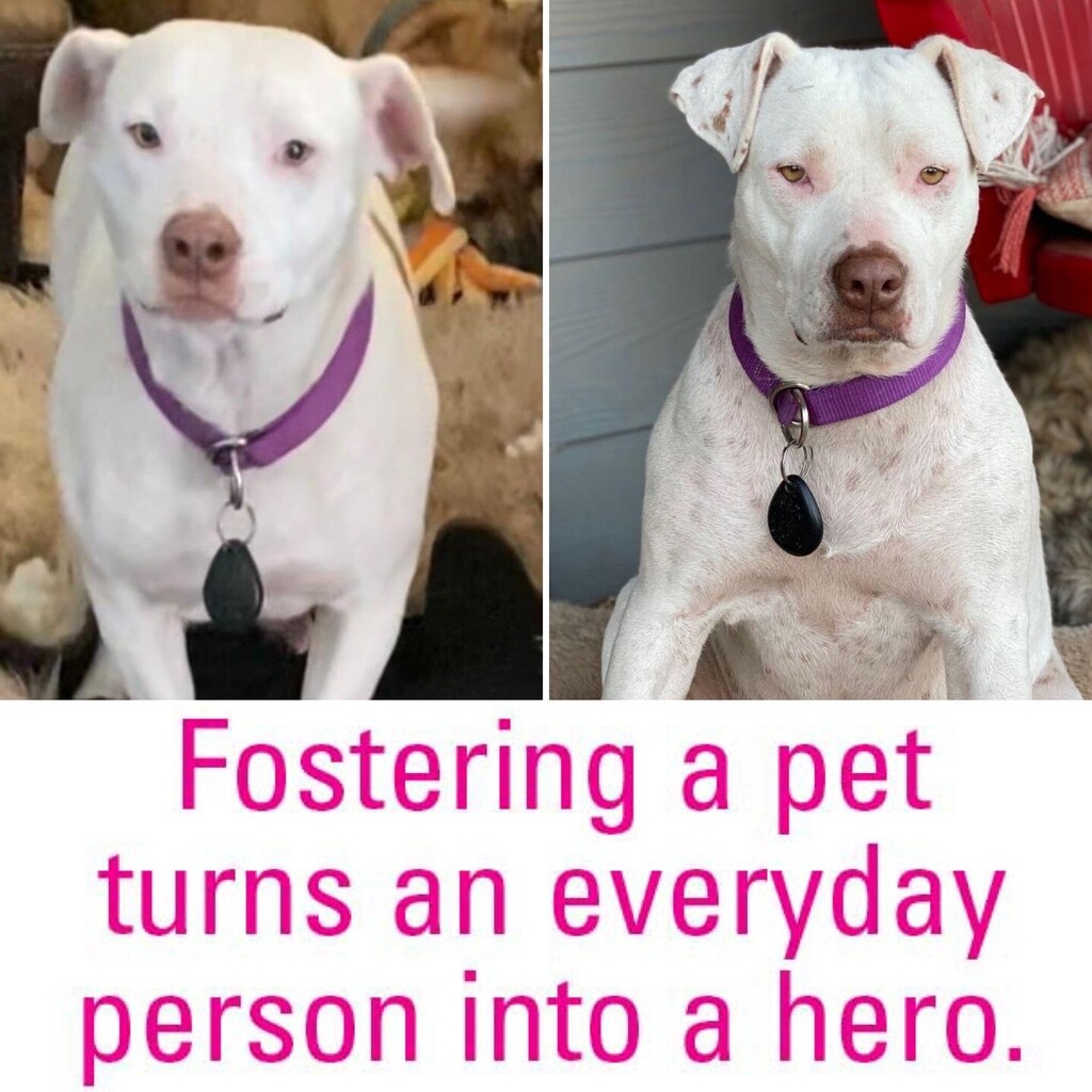 PLEASE HELP!! Can anyone foster Jett?!?! She is an absolutely perfect girl who loves dogs, loves kids, and loves to nap on the couch for 14 hours at a time 😂

The personal dog in her foster home is having some transition issues at NO fault of Jett’s … instagr.am/p/CleD4E7tu9_/