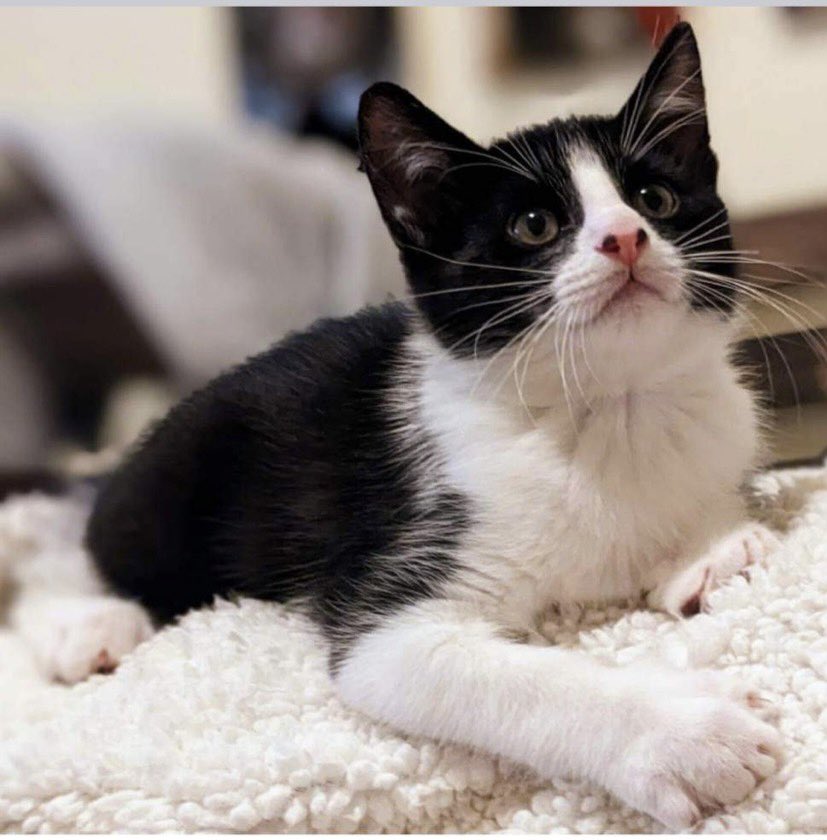 El_JayParsons's tweet photo. Girlfriend said I could name our kitten whatever I wanted, thinking about Cale Makat @Cmakar8 https://t.co/0Fgmss0Y84