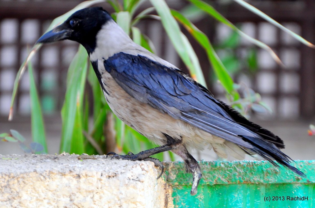 rachidH's tweet photo. #Crow #LameCrow #HoodedCrow #Corvus #Ccornix #Corvidae #Corneille #CorneilleMantelée #Maadi #Cairo #Egypt
Rachid H shared a photo with you from the Flickr app! Check it out:
https://t.co/HvuUSAGfAT https://t.co/APner9X15t
