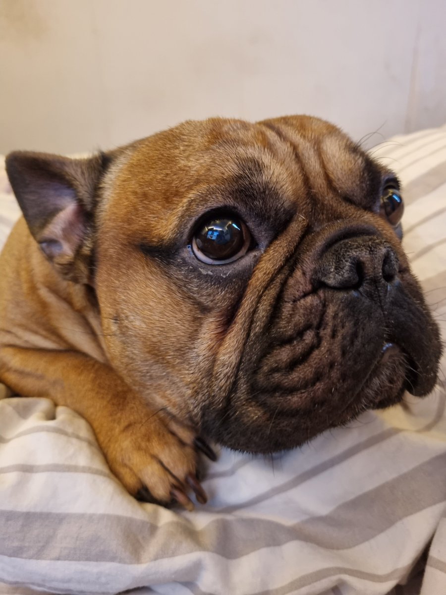 shiftms's tweet photo. Have any of you guys got pets? This is Rocky 🩵 https://t.co/E3fetXqO0c