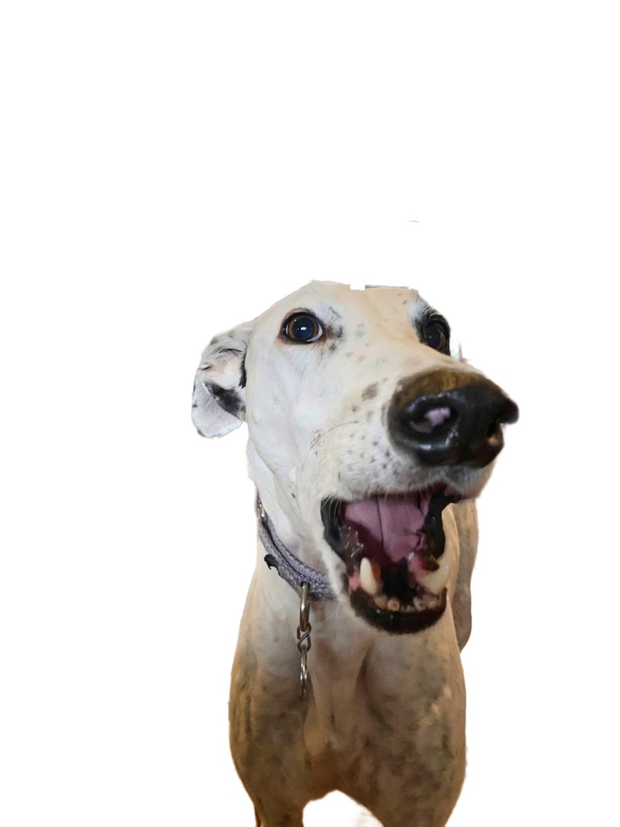 MissyGreyhound's tweet photo. @NickGreyhound1 @ZombieSquadHQ Staff had another go with Luminar to brighten my face a bit and add a splash of high-key light and a splash of Glow. This should look a bit better. #ZSHQ #ZSWardrobe #ZSMadHatters
Thanks. No need to bathe. I swear it’s perfectly safe. https://t.co/1pKiqoABhu