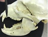JohnJcampbell73's tweet photo. Molar Bear #ChangeALetterInAnimals https://t.co/tNWczFpCR9