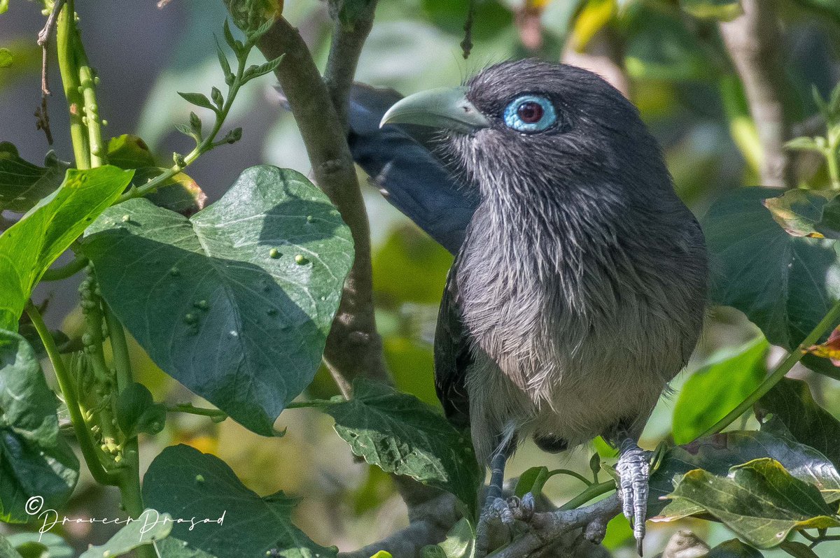 praveerprasad's tweet photo. Blue-faced Malkoha, Bengaluru, Karnataka
 #IndiAvesWeek #BBCWildlifePOTD #birdwatching #ThePhotoHour #BirdsSeenIn2022 #NaturePhotography #birds #birdsofIndia @NatureattheBest @WildlifeMag @NikonIndia @praveerprasad #NikonD500 @NatGeoPhotos #natgeoindia https://t.co/8fadfHLCMA