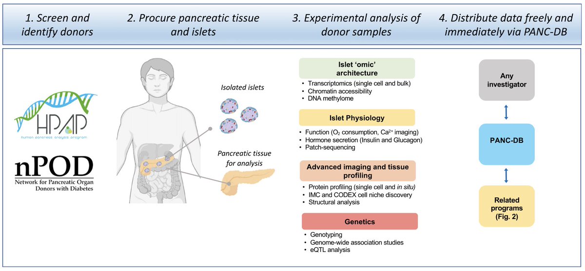 DrFAlzaid's tweet image. Latest curated articles👇🏽
📰 Islet dysfunction in T2D through multidimensional pancreatic phenotyping (HPAP in 📷)
📰Independent respiratory chains adapt #OXPHOS performance to glycolytic switch
🧊Precise DNA cleavage by CRISPR-SpRYgests
🔗biomed.news/bims-nimamd/20…
🙏🏽Thx@biomednews