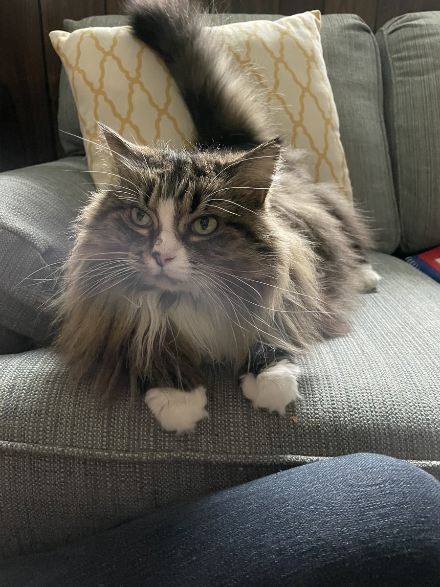 Holly Purr⚜️ tweet media