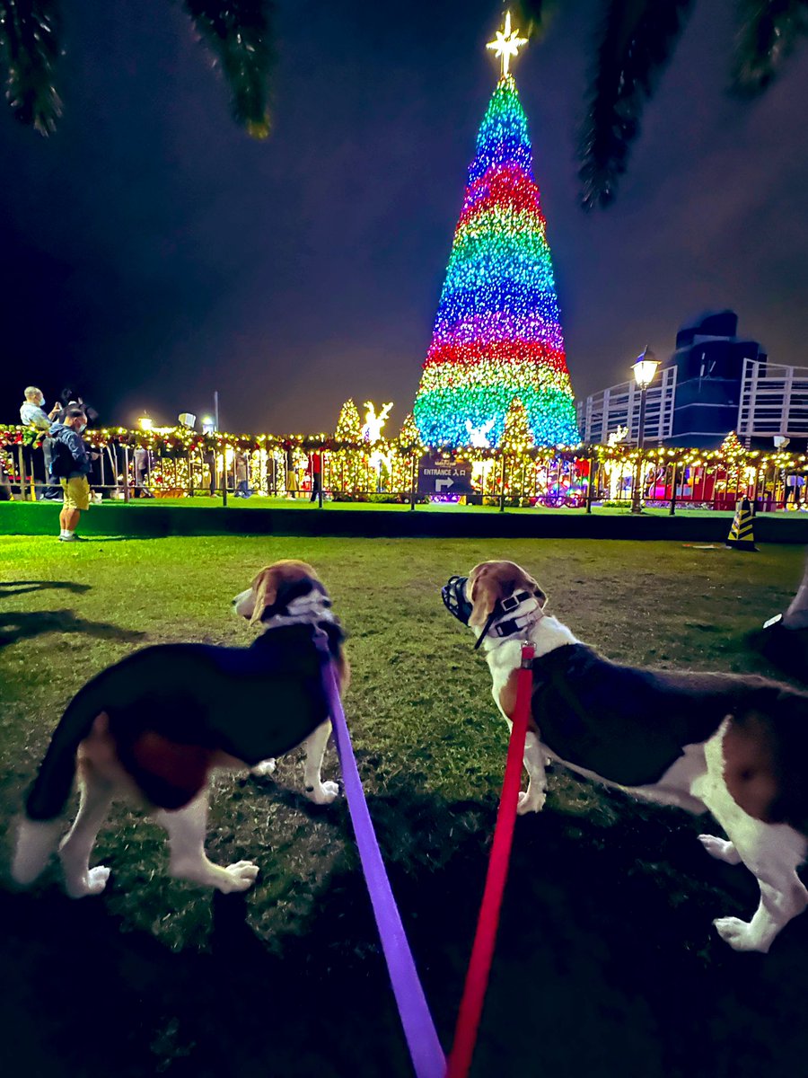9gagceo's tweet photo. Christmas is coming,
The dogs are getting fat.

Please put an ETH
In the old man's hat.

If you haven't got an ETH,
a half ETH will do.

If you haven't got a half ETH,
then God bless you! https://t.co/zoCuEsObjN