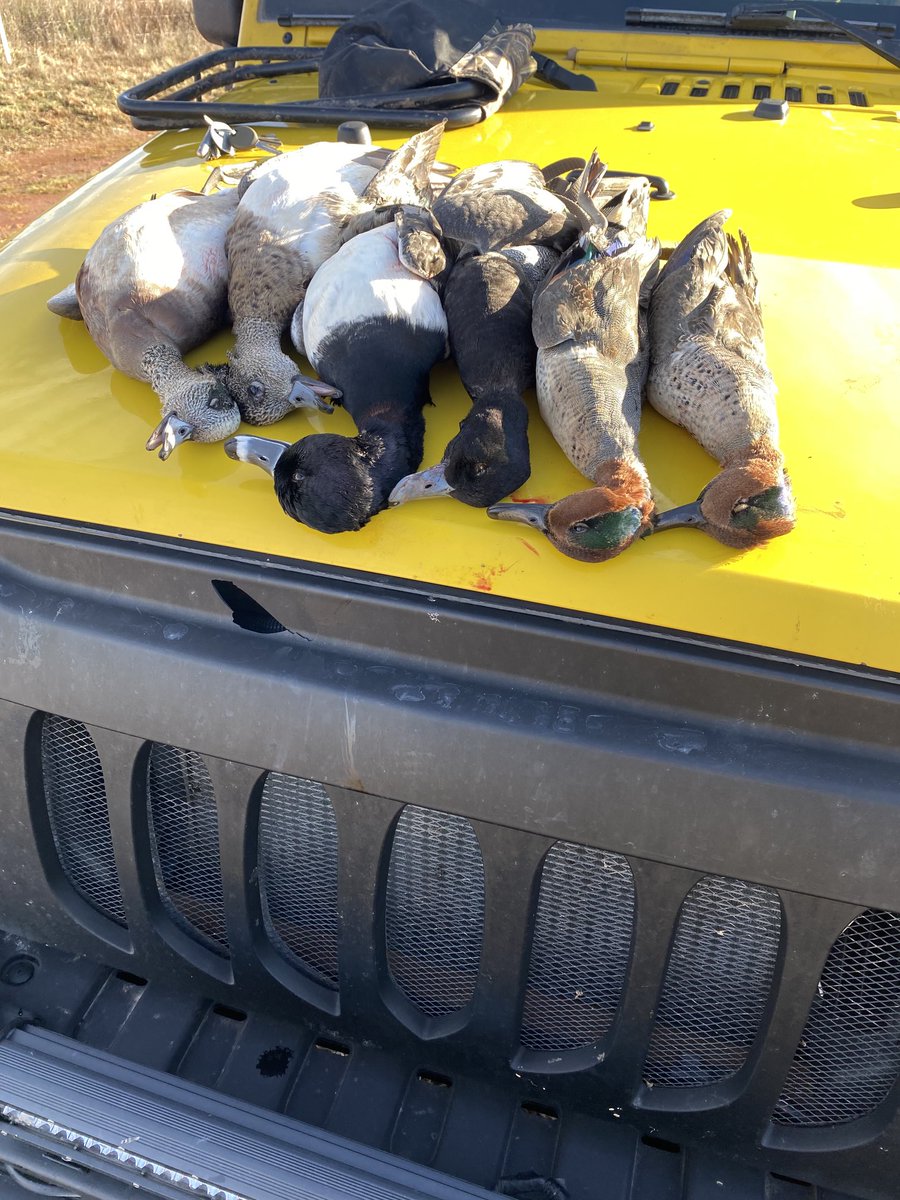 SuzieQuackers2's tweet photo. Not much better than you're Pups first go and drawing to 3 Pair! GWT, Cottontops and Ringers! #TugBoat got a long way to go, and a wonderful morning had by all! #HuntingIsConservation #OkieDuckDog #LabradorRetriever #RetrieversSaveGame https://t.co/CBOR4aIzjq