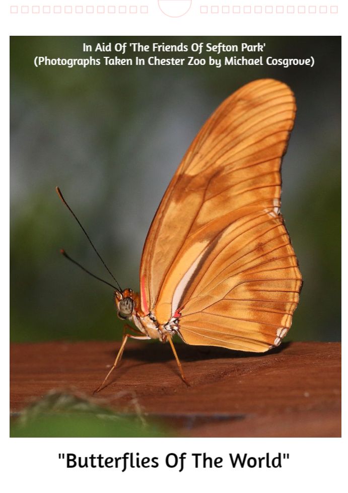 KaptainCosgrove's tweet photo. "Butterflies Of The World Charity Calendar 2023" ALL PROCEEDS (£7.50.per calendar) To 'The Friends Of Sefton Park'.The Calendar Contains Thirteen Photo's Of Butterflies Found In Chester Zoo. Available (1st Dec) From The 'Boat House Kiosk' Cafe,Main Lake.
@ILoveSeftonPark https://t.co/u7JUbsBorb