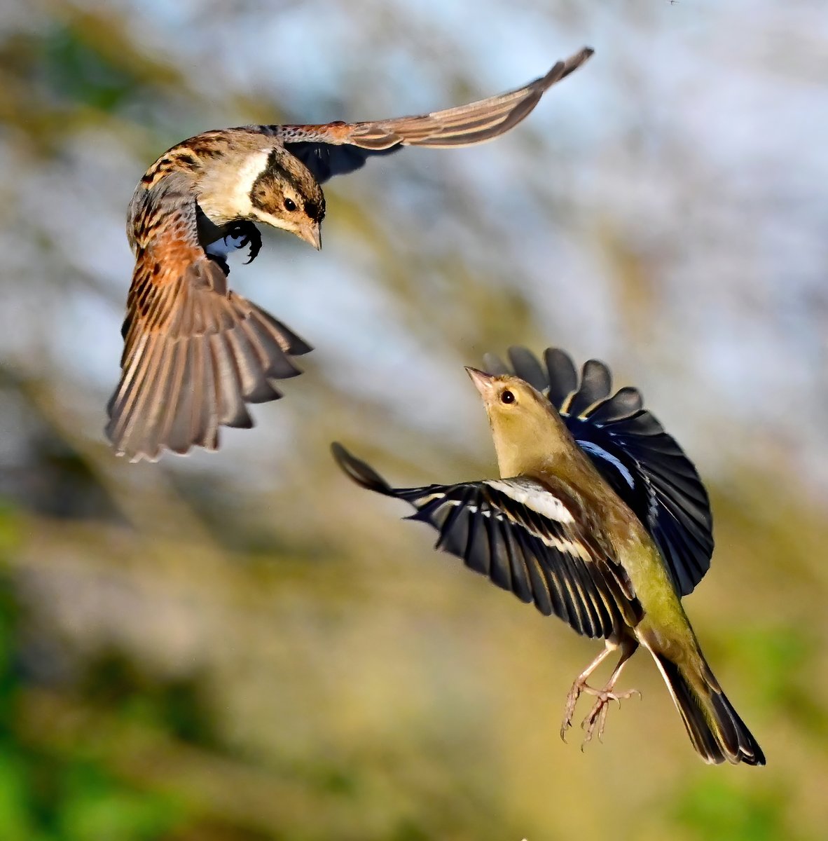 CarlBovisNature's tweet photo. Female Chaffinch flying up to chase off a male Reed Bunting! 😊🐦 https://t.co/jYWuL16sgL