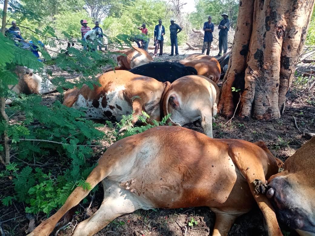 A villager from ward 23, Siziphile ward, Mr Zibusiso Dube has lost 16 herd of cattle due to lightning. This is his wealth. Local leadership is organizing help towards him &amp; his family.  If interested to participate,  please DM