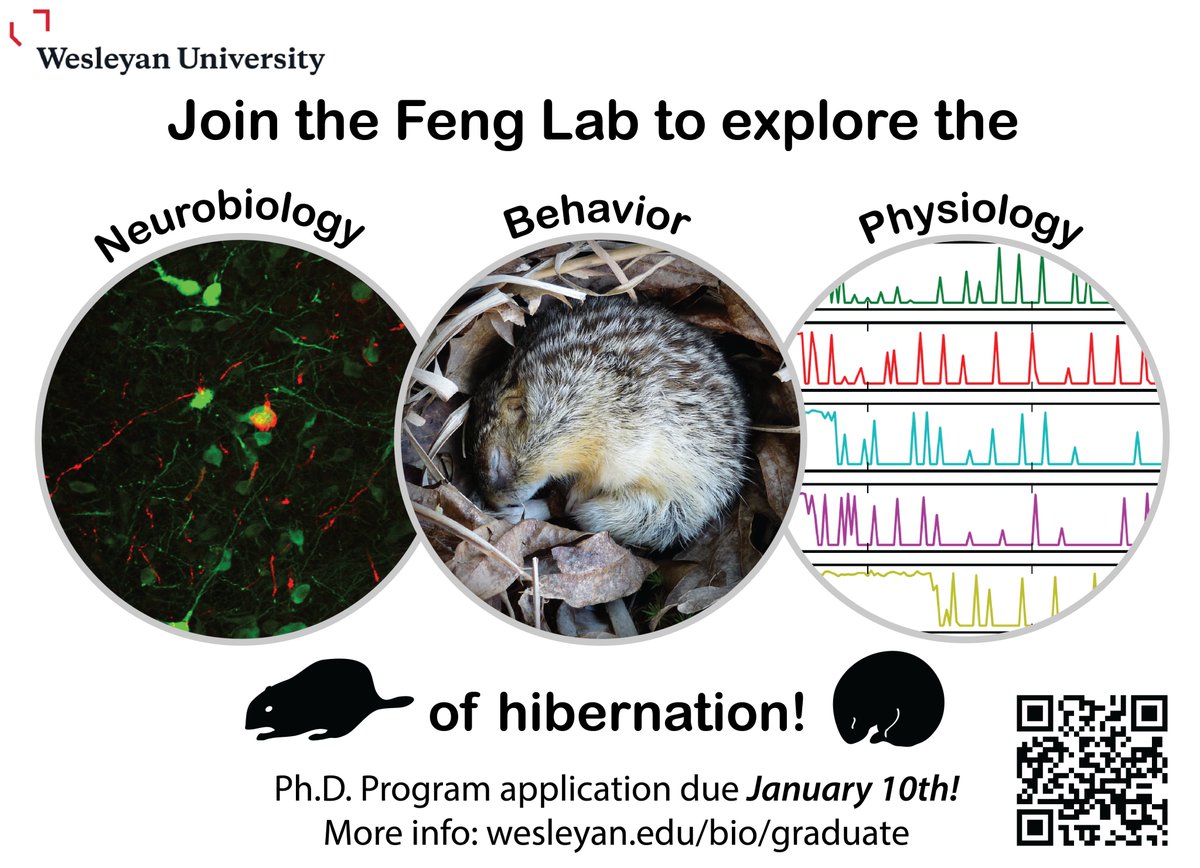 JohnsonFlyLab's tweet photo. My garden squirrels have me thinking HIBERNATION. You too?  Looking for a PhD project?  Check out @fengni99, my Bio colleague @wesleyan_u who has #PhDpositions in her lab. https://t.co/48WIW8i5eW