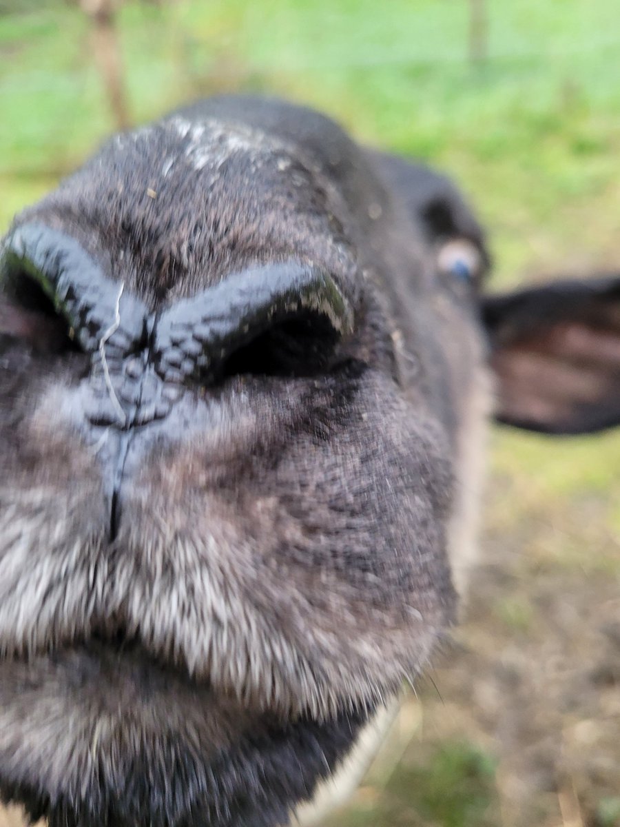 Tijd voor een schaap.