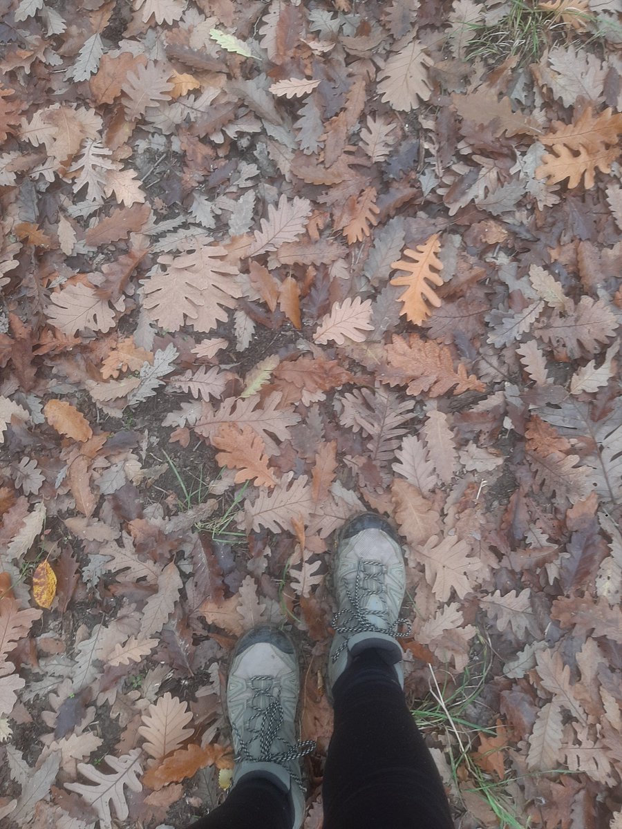 napsihijatrija's tweet photo. #есенскивибрации
#12km #walk #enjoywalking https://t.co/j9hUicVyIk