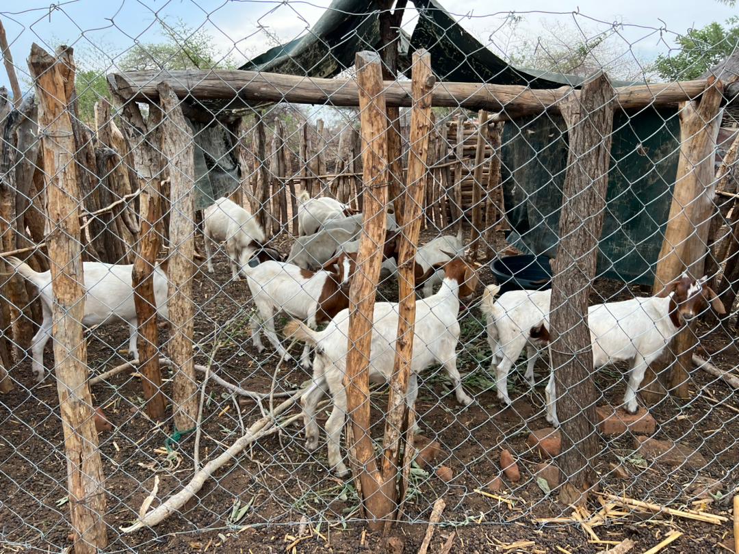 The @ZAGPGoats_Pigs & @ZRBFZIM ZVA projects have reached thousands of women & youth resulting in improved livelihoods through #climate #resilience & #sustainable programming & improved access 2 well functioning & diversified markets of small grain crops & livestock value chains