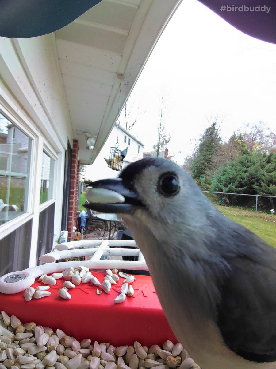MastersonMr's tweet photo. #goldenperchawards Two candidates for the @mybirdbuddy Golden Perch Awards. “Deer in Headlights” and “I Don’t Need a Napkin”. https://t.co/xVYZV9JXyp