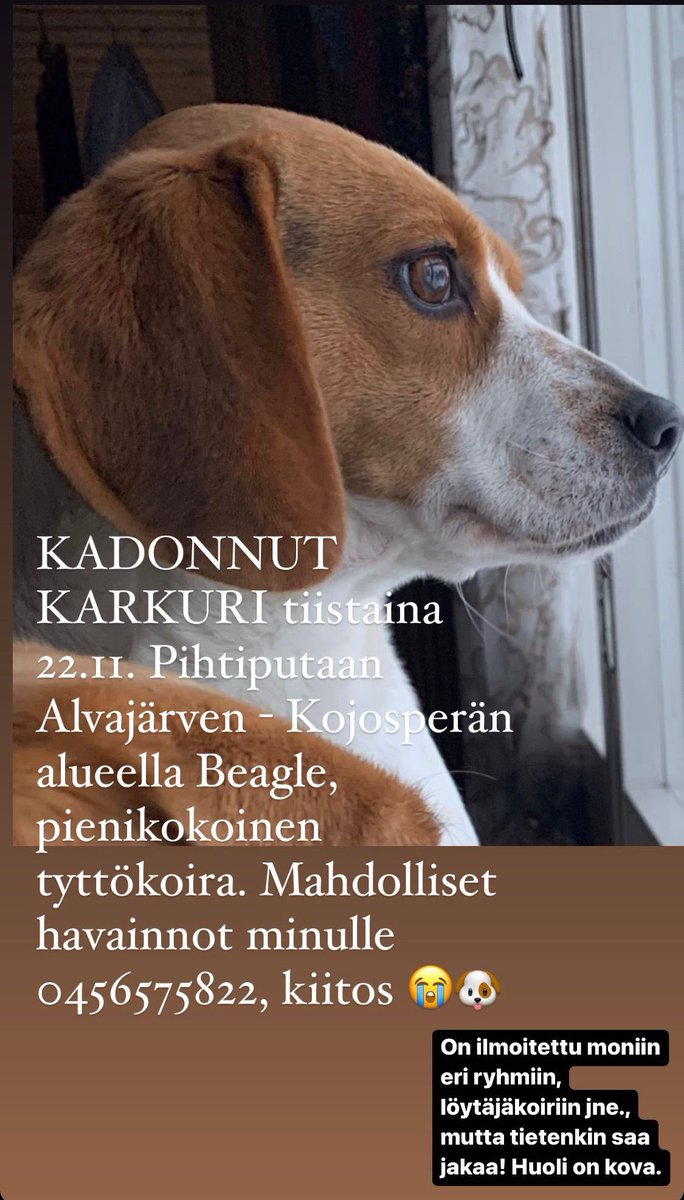 anne_laakso's tweet photo. Ystävän koira katosi tiistaina Pihtiputaalla. Jos kuulet mistään havainnoista, kuvassa on puh. https://t.co/YbmBc8N0A7