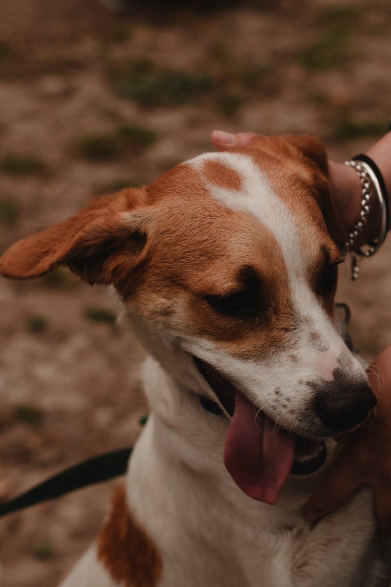 GianninaSnchez's tweet photo. Milo en #adopción! Ayúdenme con un RT para que encuentre un hogar. Macho, castrado, desparasitado, tamaño mediano. Muy cariñoso y juguetón 💖

#AdoptaNoCompres 
#adopcion 
#adoptaunperro https://t.co/UqbEAslou9