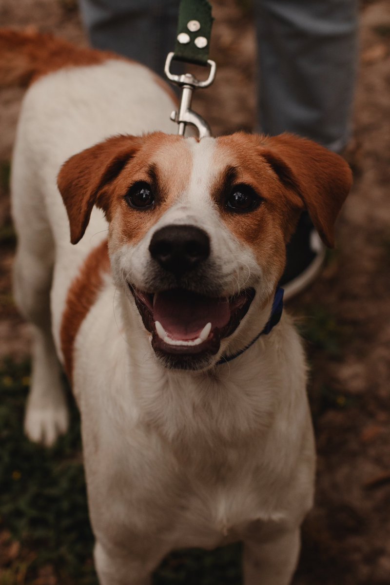 GianninaSnchez's tweet photo. Milo en #adopción! Ayúdenme con un RT para que encuentre un hogar. Macho, castrado, desparasitado, tamaño mediano. Muy cariñoso y juguetón 💖

#AdoptaNoCompres 
#adopcion 
#adoptaunperro https://t.co/UqbEAslou9