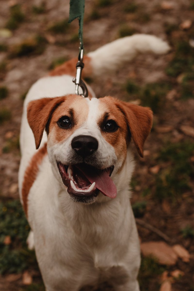 GianninaSnchez's tweet photo. Milo en #adopción! Ayúdenme con un RT para que encuentre un hogar. Macho, castrado, desparasitado, tamaño mediano. Muy cariñoso y juguetón 💖

#AdoptaNoCompres 
#adopcion 
#adoptaunperro https://t.co/UqbEAslou9