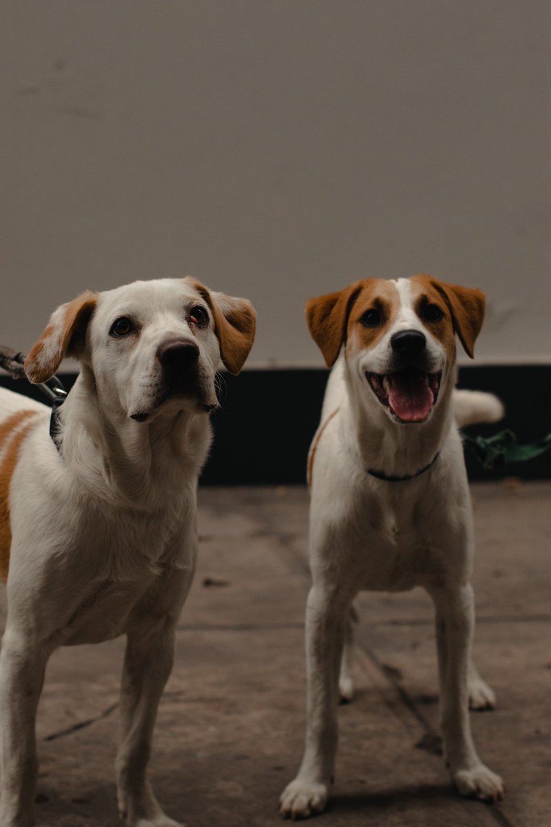 GianninaSnchez's tweet photo. Milo en #adopción! Ayúdenme con un RT para que encuentre un hogar. Macho, castrado, desparasitado, tamaño mediano. Muy cariñoso y juguetón 💖

#AdoptaNoCompres 
#adopcion 
#adoptaunperro https://t.co/UqbEAslou9