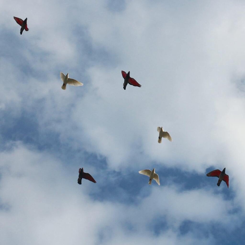 RacingpigeonsC's tweet photo. The females on a flight around the house. It‘s nice with the clouds, isn‘t it? ☁️
#racingpigeons #pigeonracing #pigeons #pigeonlove #pigeonloft #pigeonsport #janssenpigeons #happypigeons #birds #instabirds #instapigeons #pigeonfan #weddingpigeons #favou… https://t.co/GwDhASyksi https://t.co/hYjvYhA5bz
