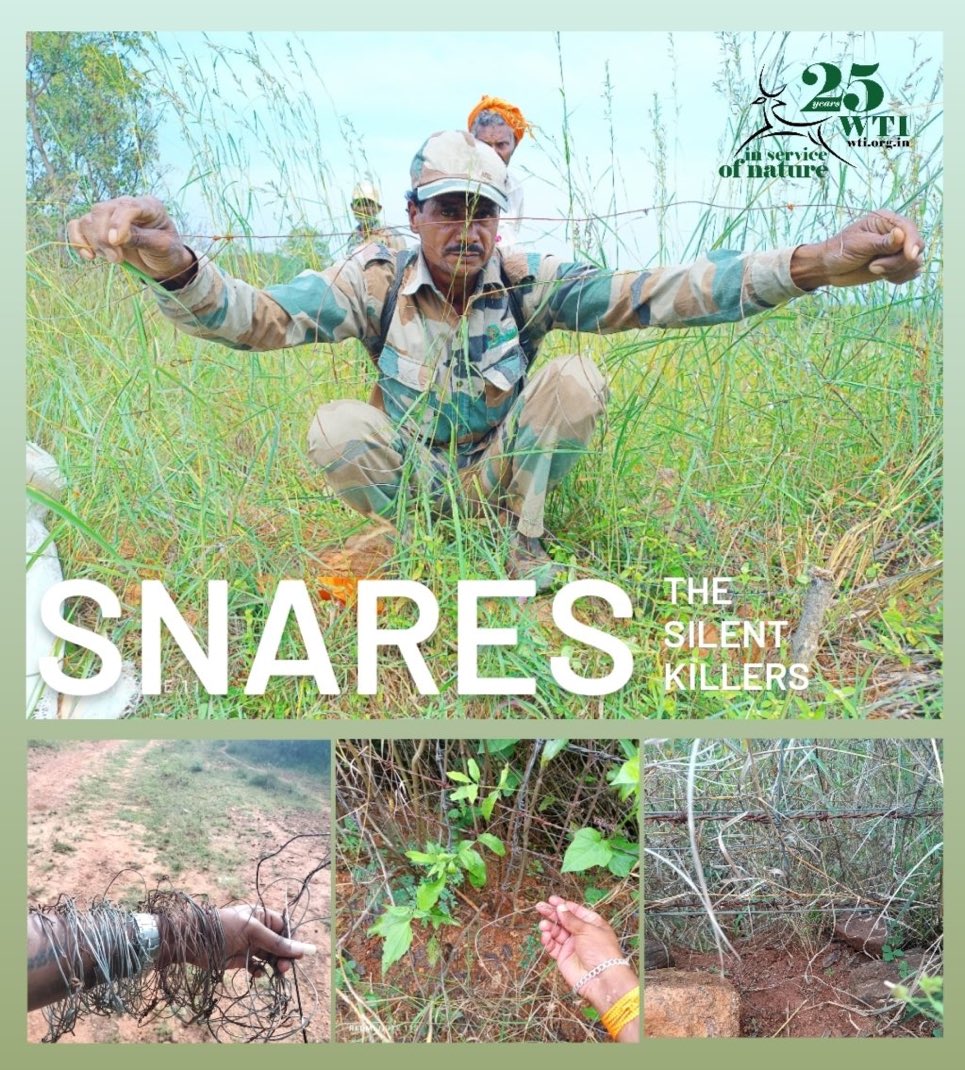 vivek4wild's tweet photo. Donโt #StopSharing instead #StopSnaring. One of the big killers of wildlife in India. Silent Killers. Our teams are working 24X7 to make Karnataka protected areas to be snare free. @wti_org_india https://t.co/lADX8Rz7AX