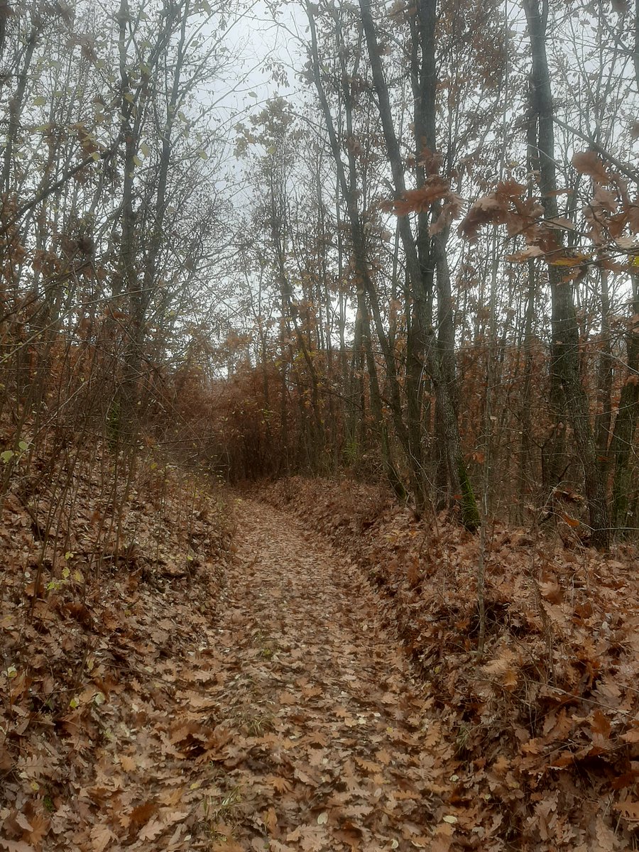 napsihijatrija's tweet photo. #есенскивибрации
#12km #walk #enjoywalking https://t.co/j9hUicVyIk