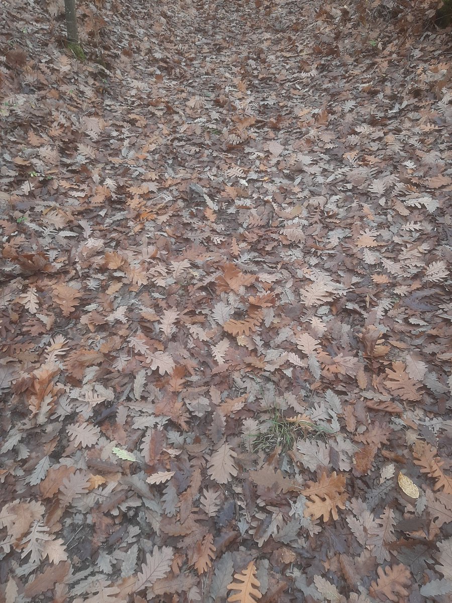 napsihijatrija's tweet photo. #есенскивибрации
#12km #walk #enjoywalking https://t.co/j9hUicVyIk