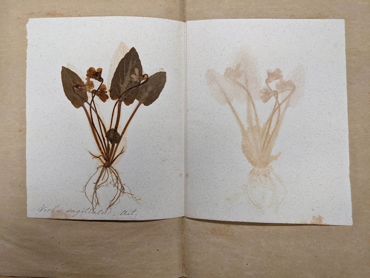 Rutgers_SCUA's tweet photo. Loving these dried flowers and leaves found in the William Kitchell Papers.
#Rutgers #RutgersLibraries #RutgersSCUA #IGLibraries #SpecialCollections #PressedFlower https://t.co/RC2rSJpZeQ