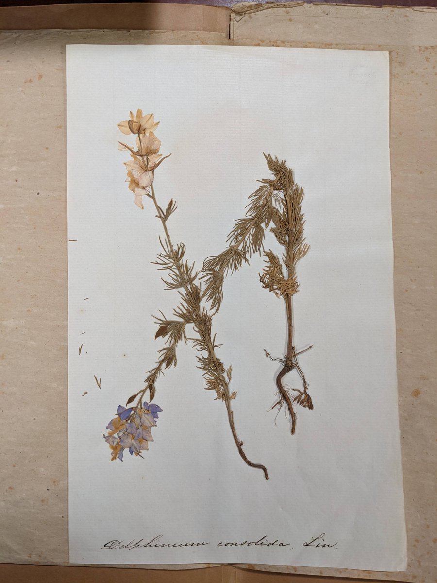 Rutgers_SCUA's tweet photo. Loving these dried flowers and leaves found in the William Kitchell Papers.
#Rutgers #RutgersLibraries #RutgersSCUA #IGLibraries #SpecialCollections #PressedFlower https://t.co/RC2rSJpZeQ