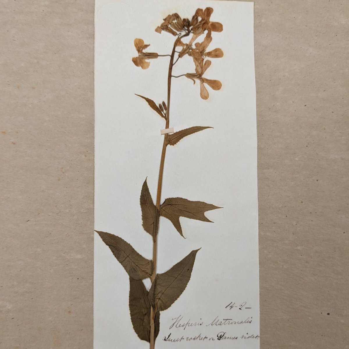 Rutgers_SCUA's tweet photo. Loving these dried flowers and leaves found in the William Kitchell Papers.
#Rutgers #RutgersLibraries #RutgersSCUA #IGLibraries #SpecialCollections #PressedFlower https://t.co/RC2rSJpZeQ